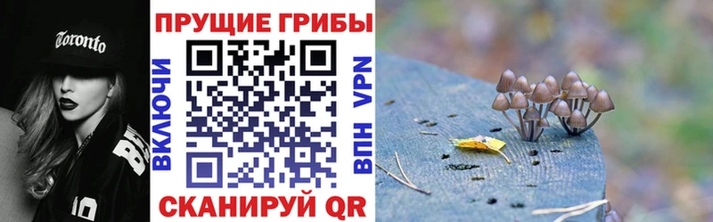 Галлюциногенные грибы Psilocybine cubensis  сколько стоит  Моздок 